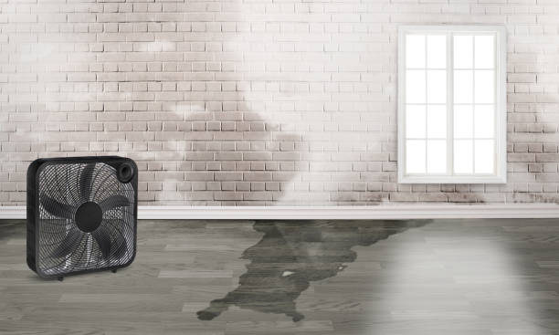 Best Local water damage restoration  in Creedmoor, NC